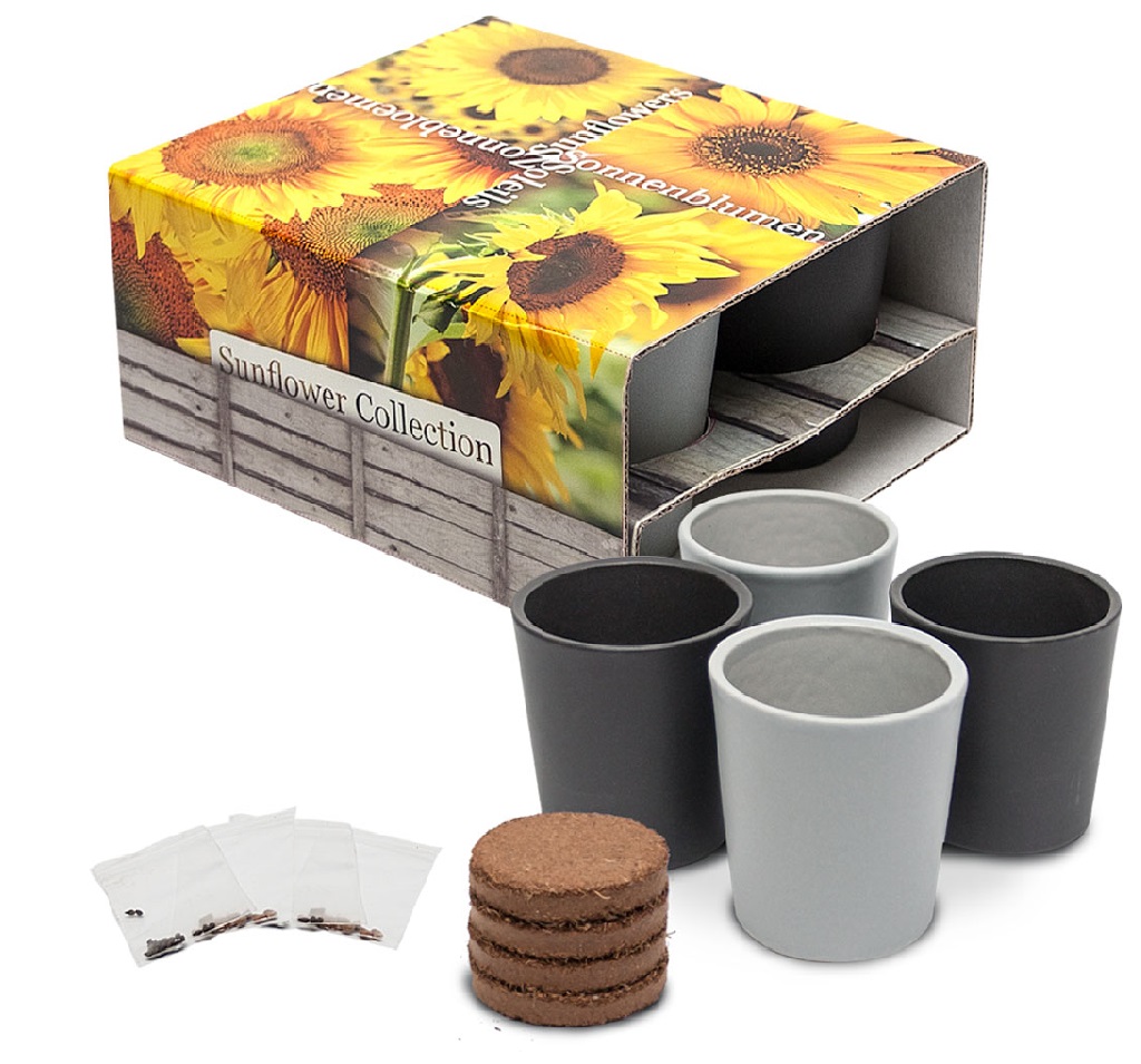 Set de pots de tournesols